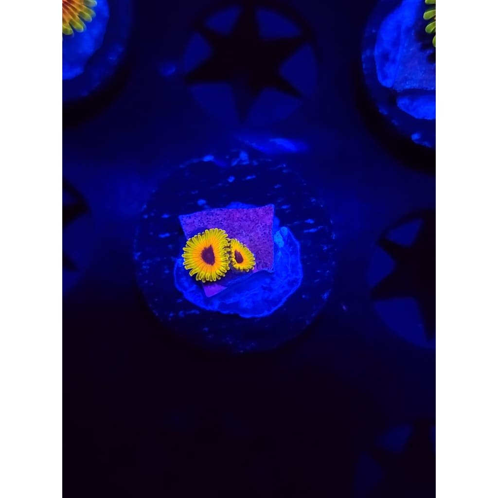 Great Owl Zoanthid Frag WYSIWYG!