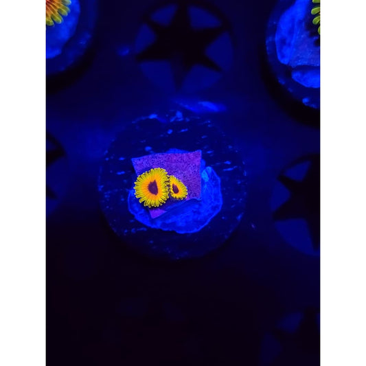 Great Owl Zoanthid Frag WYSIWYG!