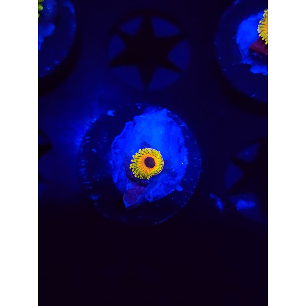 Great Owl Zoanthid Frag WYSIWYG!