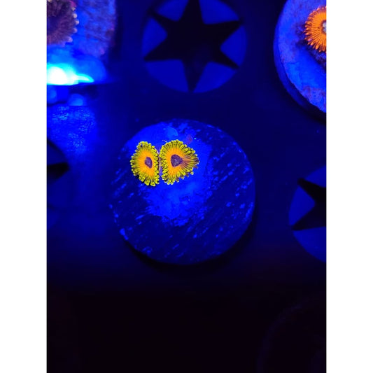 Great Owl Zoanthid Frag WYSIWYG!