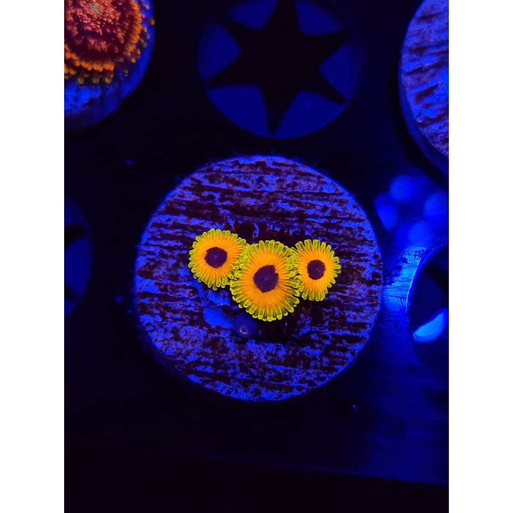 Great Owl Zoanthid Frag WYSIWYG!