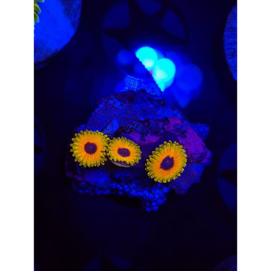 Great Owl Zoanthid Frag WYSIWYG!