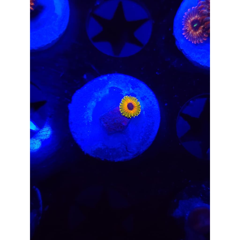 Great Owl Zoanthid Frag WYSIWYG!