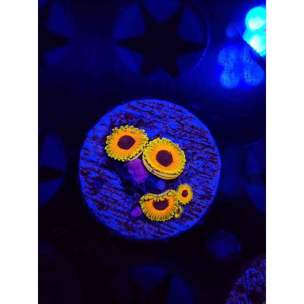 Great Owl Zoanthid Frag WYSIWYG!