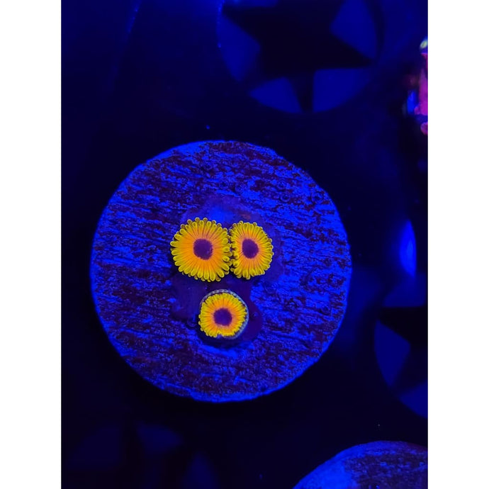 Great Owl Zoanthid Frag WYSIWYG!