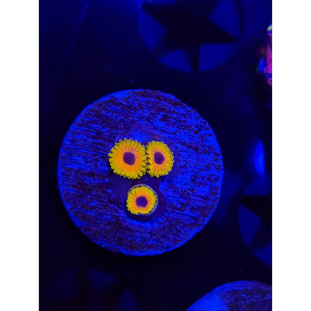 Great Owl Zoanthid Frag WYSIWYG!