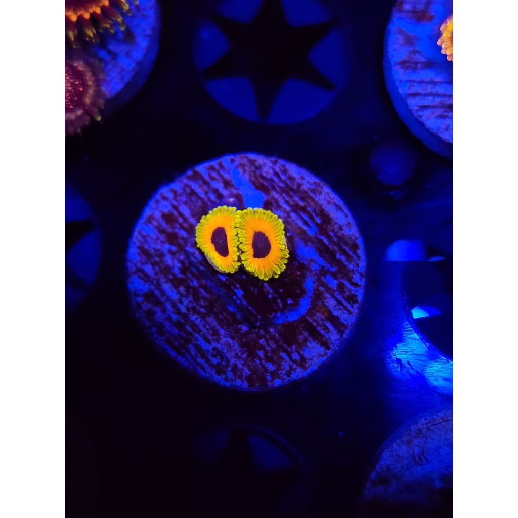 Great Owl Zoanthid Frag WYSIWYG!