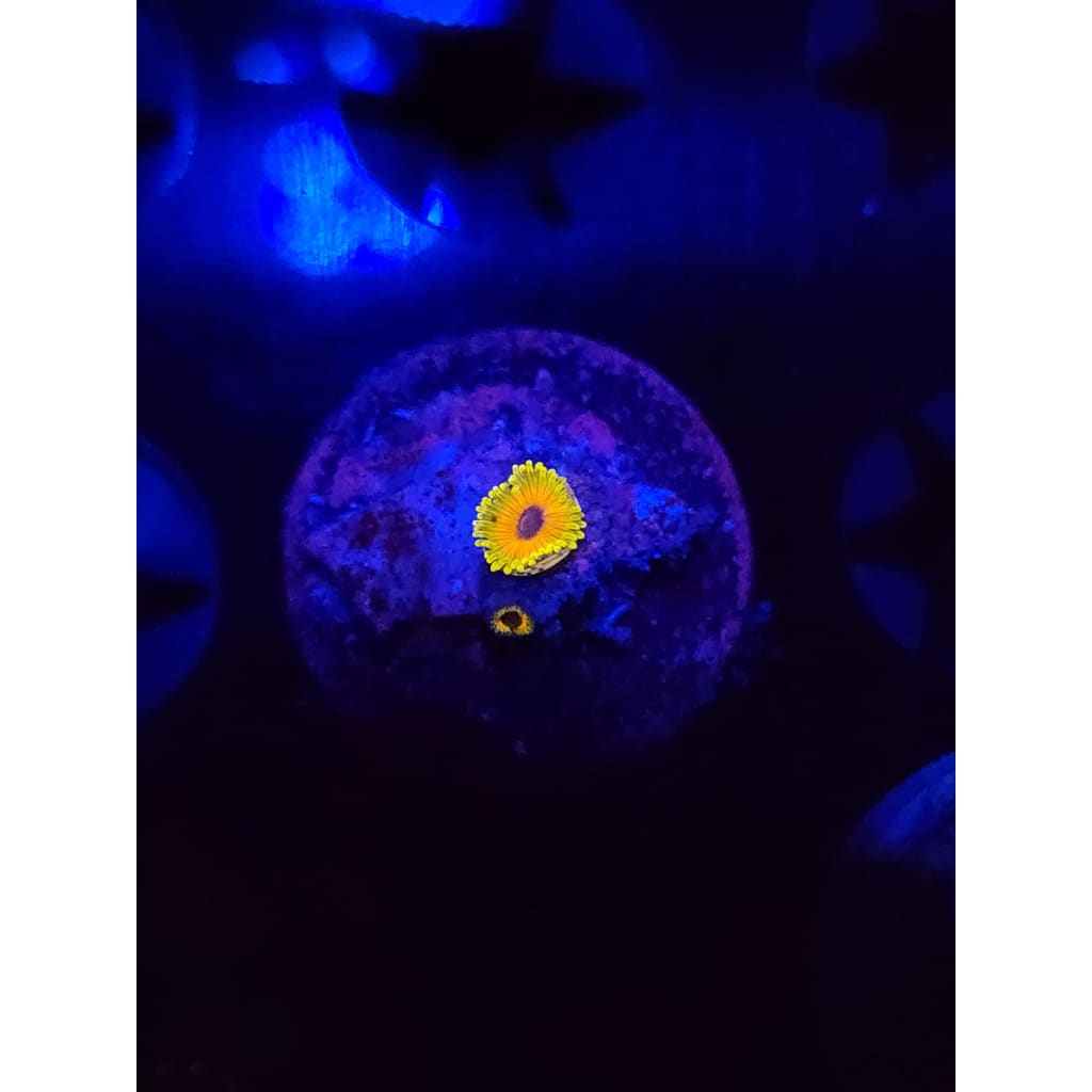 Great Owl Zoanthid Frag WYSIWYG!