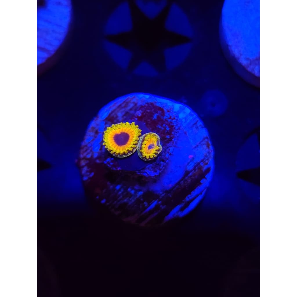 Great Owl Zoanthid Frag WYSIWYG!