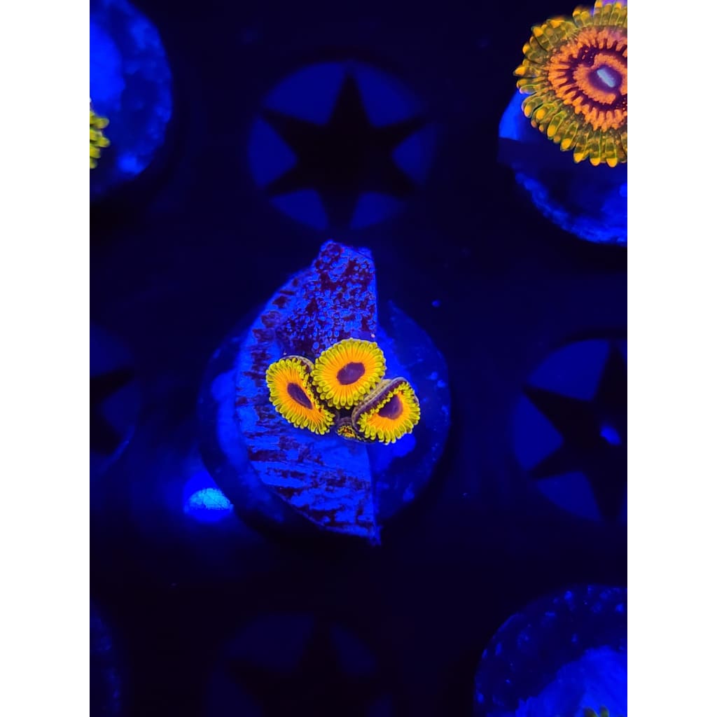 Great Owl Zoanthid Frag WYSIWYG!