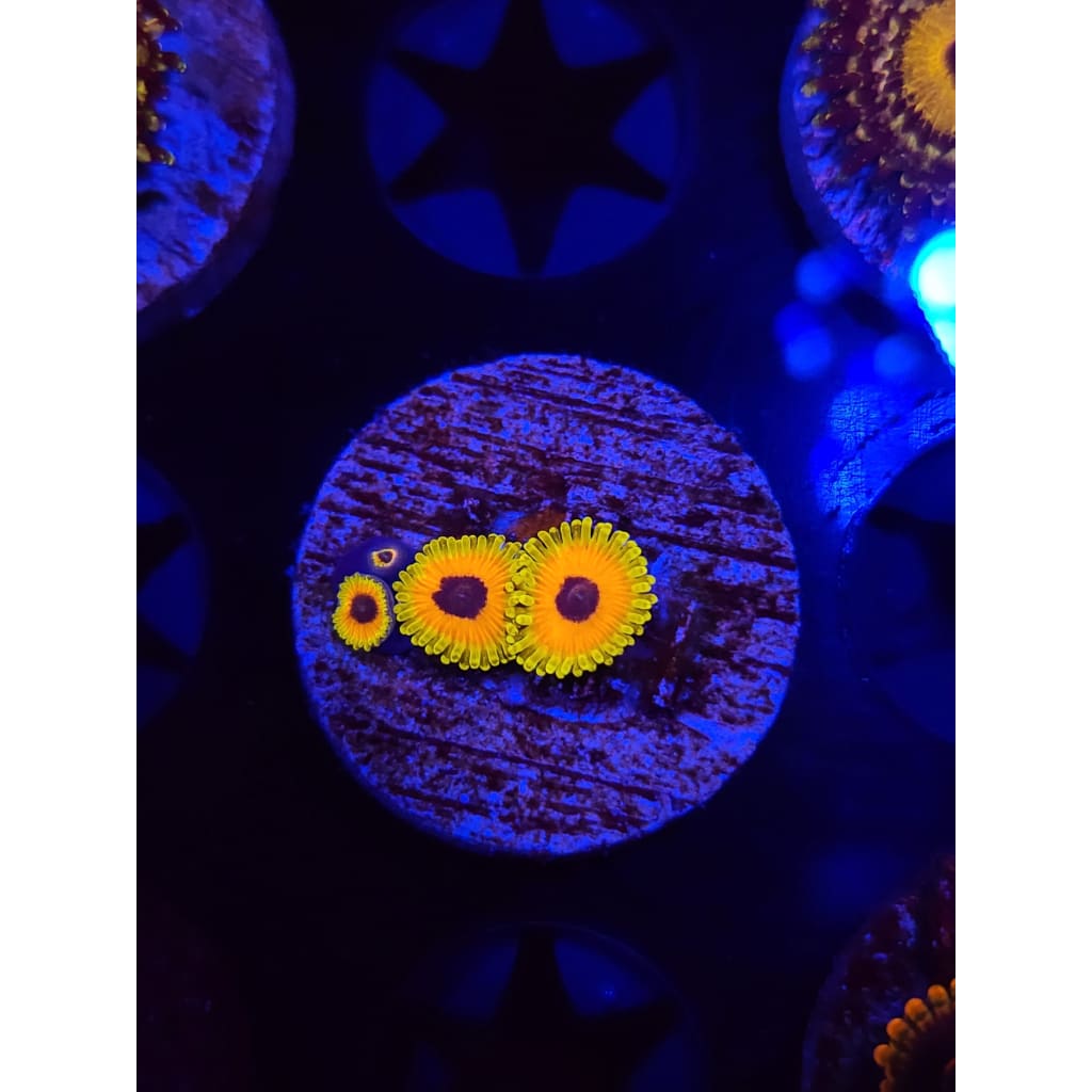 Great Owl Zoanthid Frag WYSIWYG!