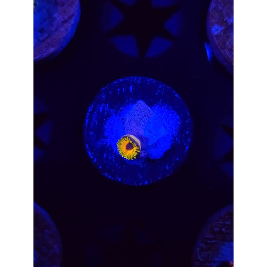 Great Owl Zoanthid Frag WYSIWYG!