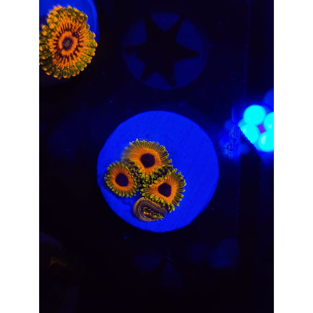 Great Owl Zoanthid Frag WYSIWYG!