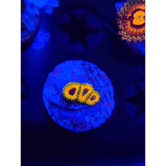 Great Owl Zoanthid Frag WYSIWYG!