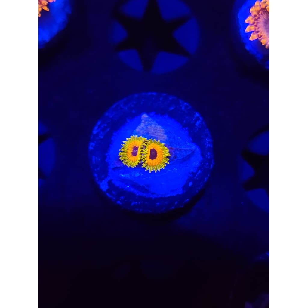 Great Owl Zoanthid Frag WYSIWYG!