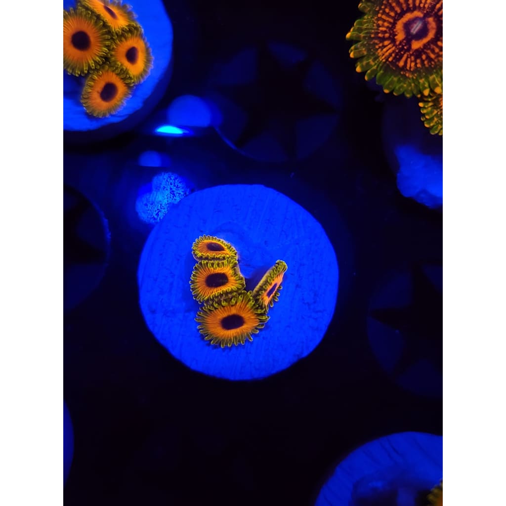 Great Owl Zoanthid Frag WYSIWYG!