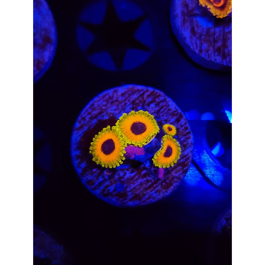 Great Owl Zoanthid Frag WYSIWYG!