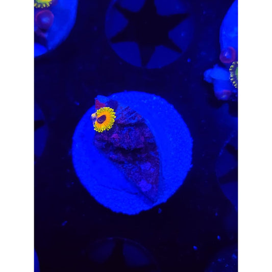 Great Owl Zoanthid Frag WYSIWYG!