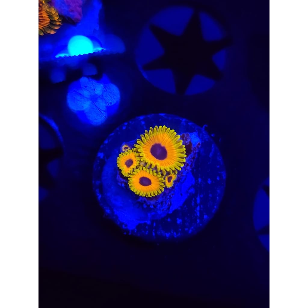 Great Owl Zoanthid Frag WYSIWYG!