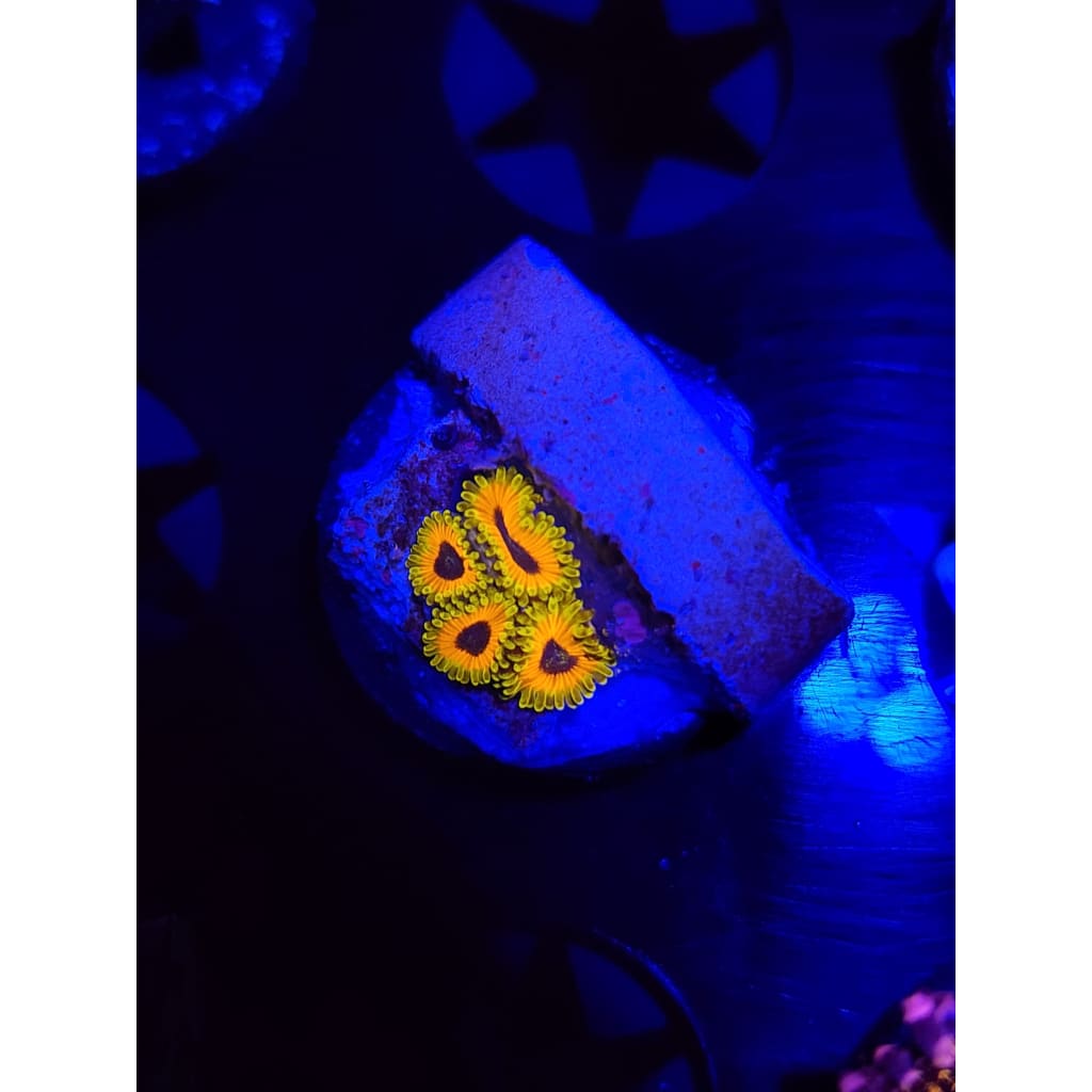 Great Owl Zoanthid Frag WYSIWYG!