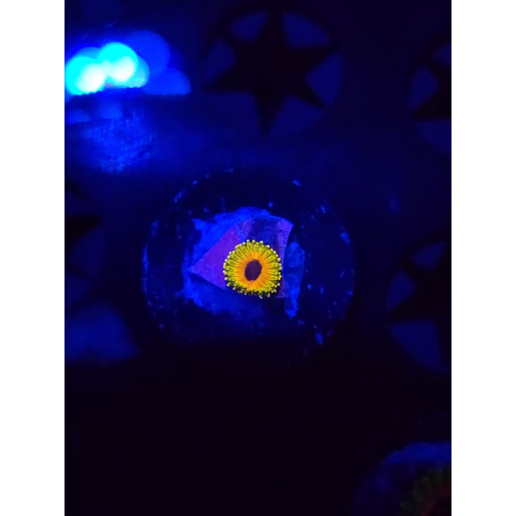 Great Owl Zoanthid Frag WYSIWYG!