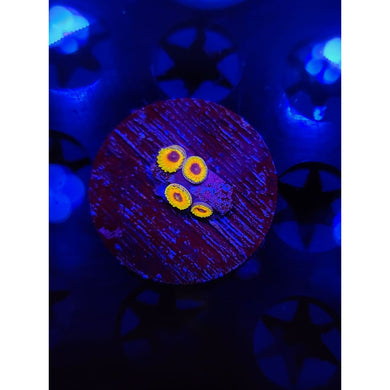 Great Owl Zoanthid Frag WYSIWYG!