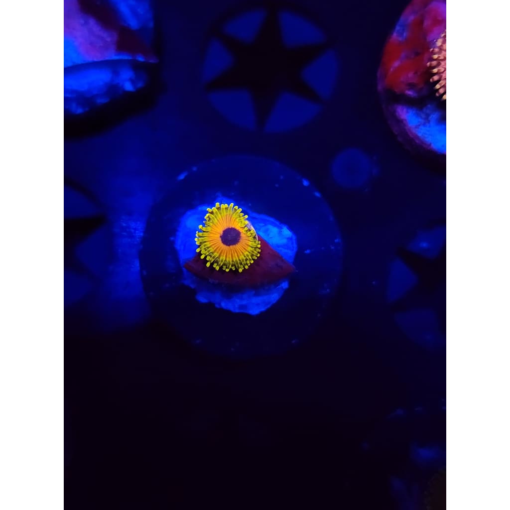 Great Owl Zoanthid Frag WYSIWYG!