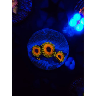 Great Owl Zoanthid Frag WYSIWYG!