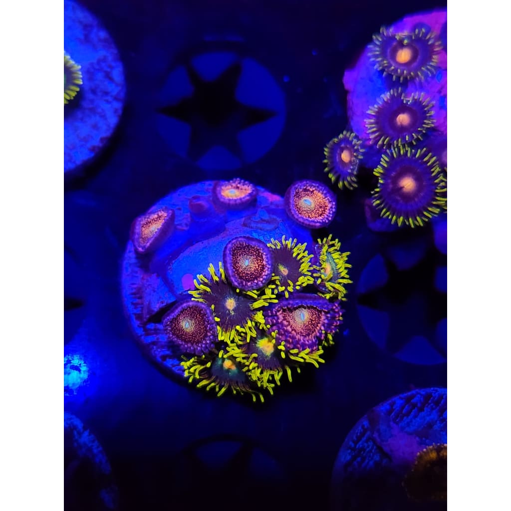 Green Bay Packer Zoanthid Frag WYSIWYG!