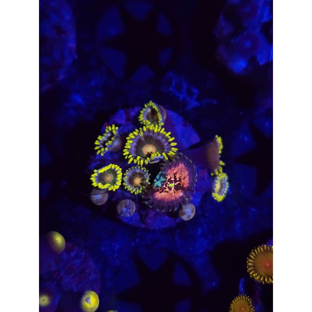 Green Bay Packers Combo Zoanthid Frag WYSIWYG!