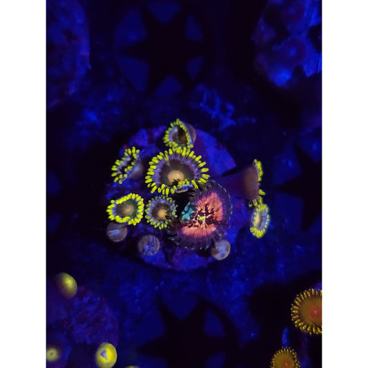 Green Bay Packers Combo Zoanthid Frag WYSIWYG!