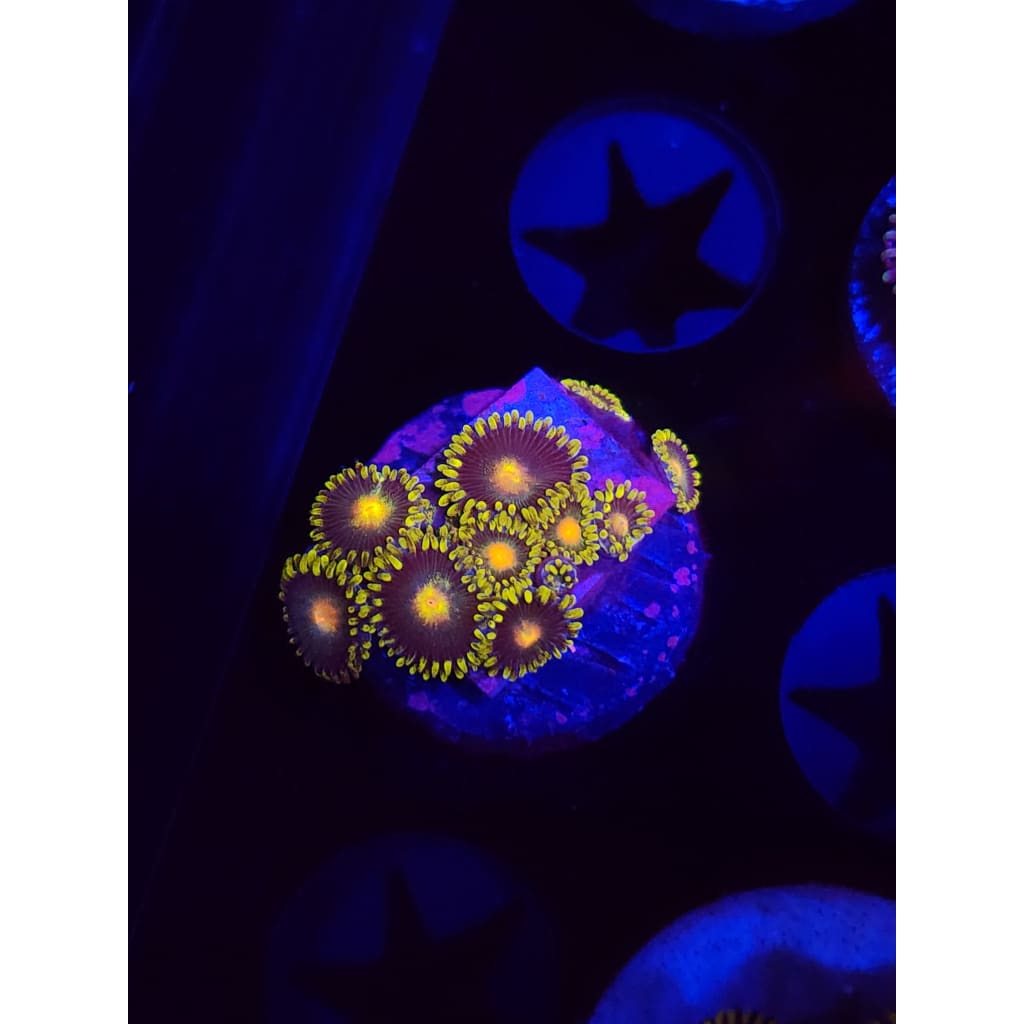 Green Bay Packers Zoanthid Frag WYSIWYG!