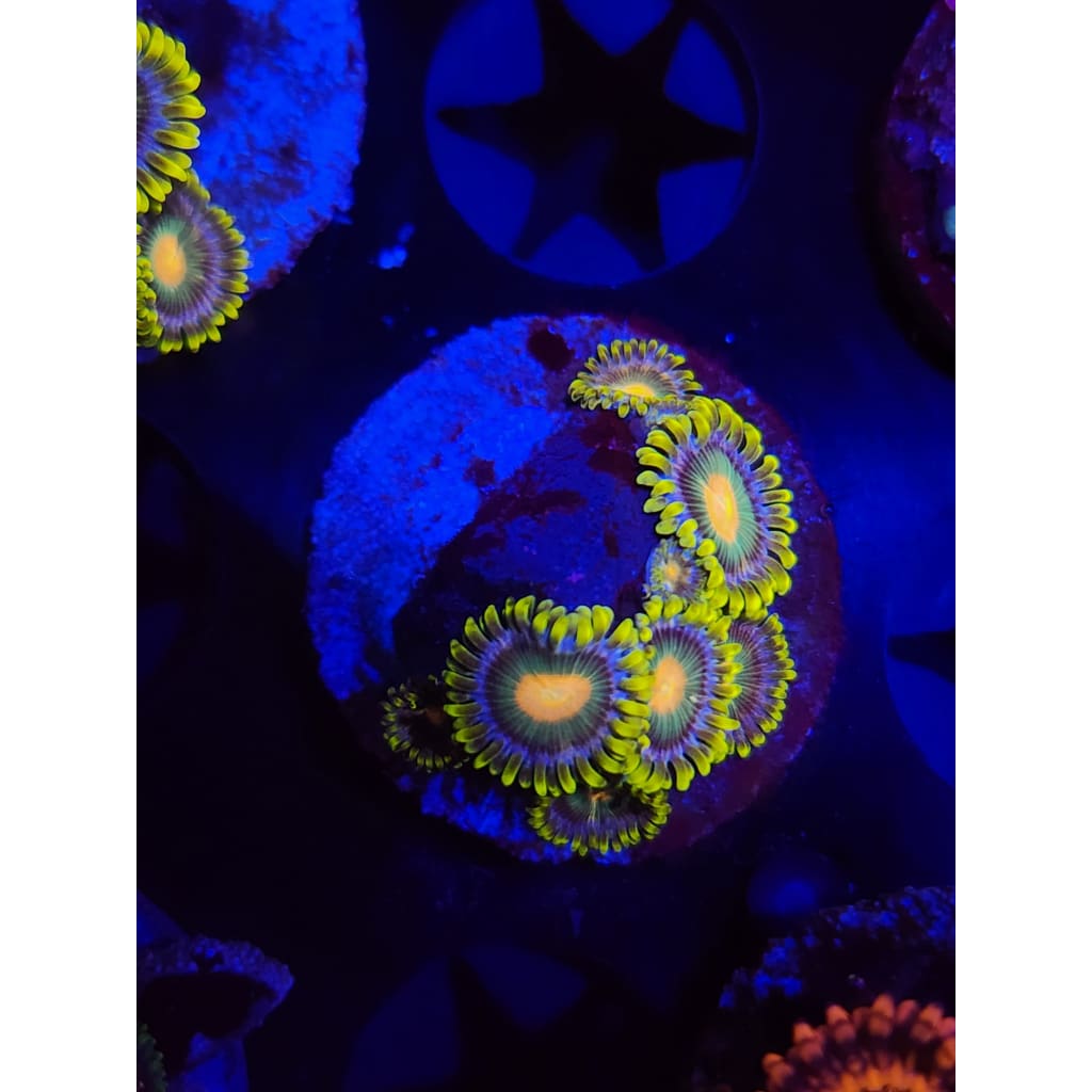 Green Bay Packers Zoanthid Frag WYSIWYG!