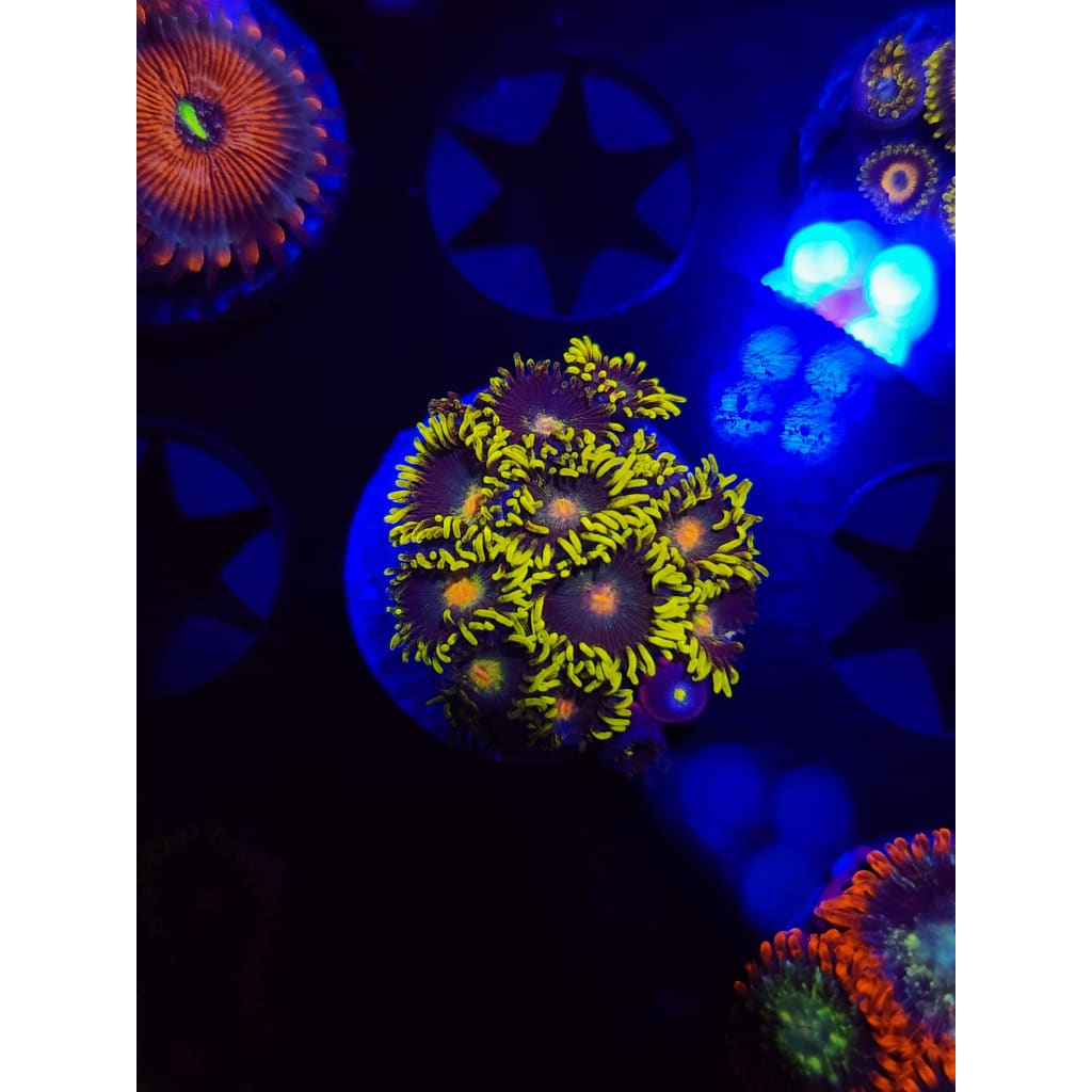 Green Bay Packers Zoanthid Frag WYSIWYG!