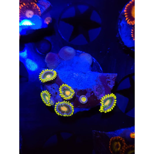 Green Bay Packers Zoanthid Frag WYSIWYG!