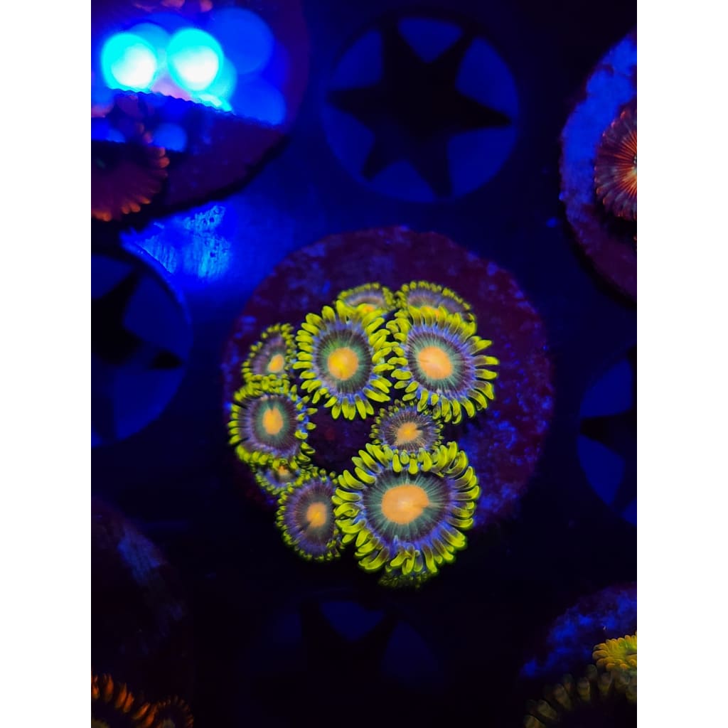 Green Bay Packers Zoanthid Frag WYSIWYG!