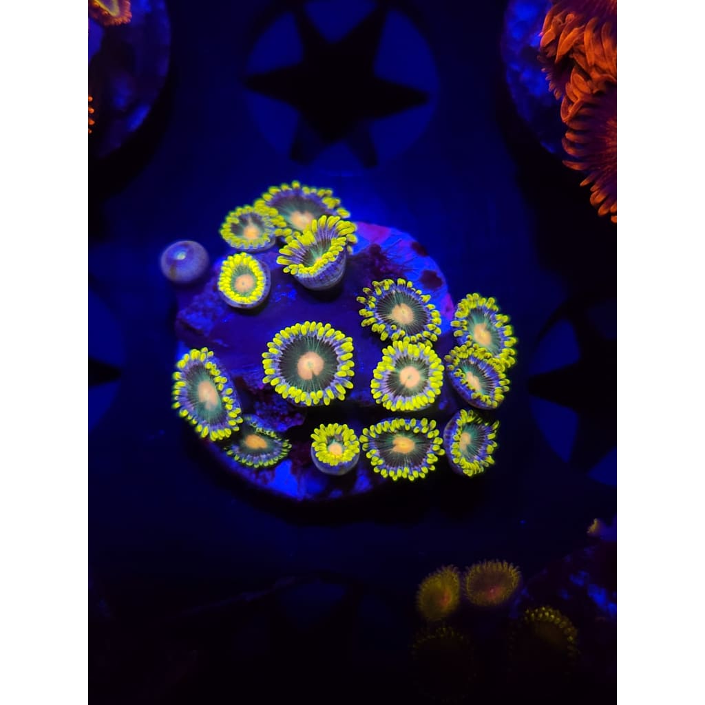 Green Bay Packers Zoanthid Frag WYSIWYG!