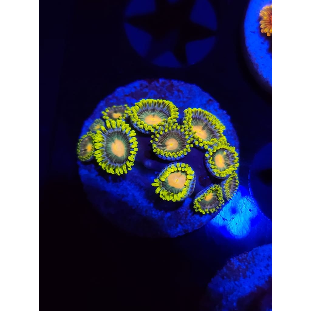 Green Bay Packers Zoanthid Frag WYSIWYG!