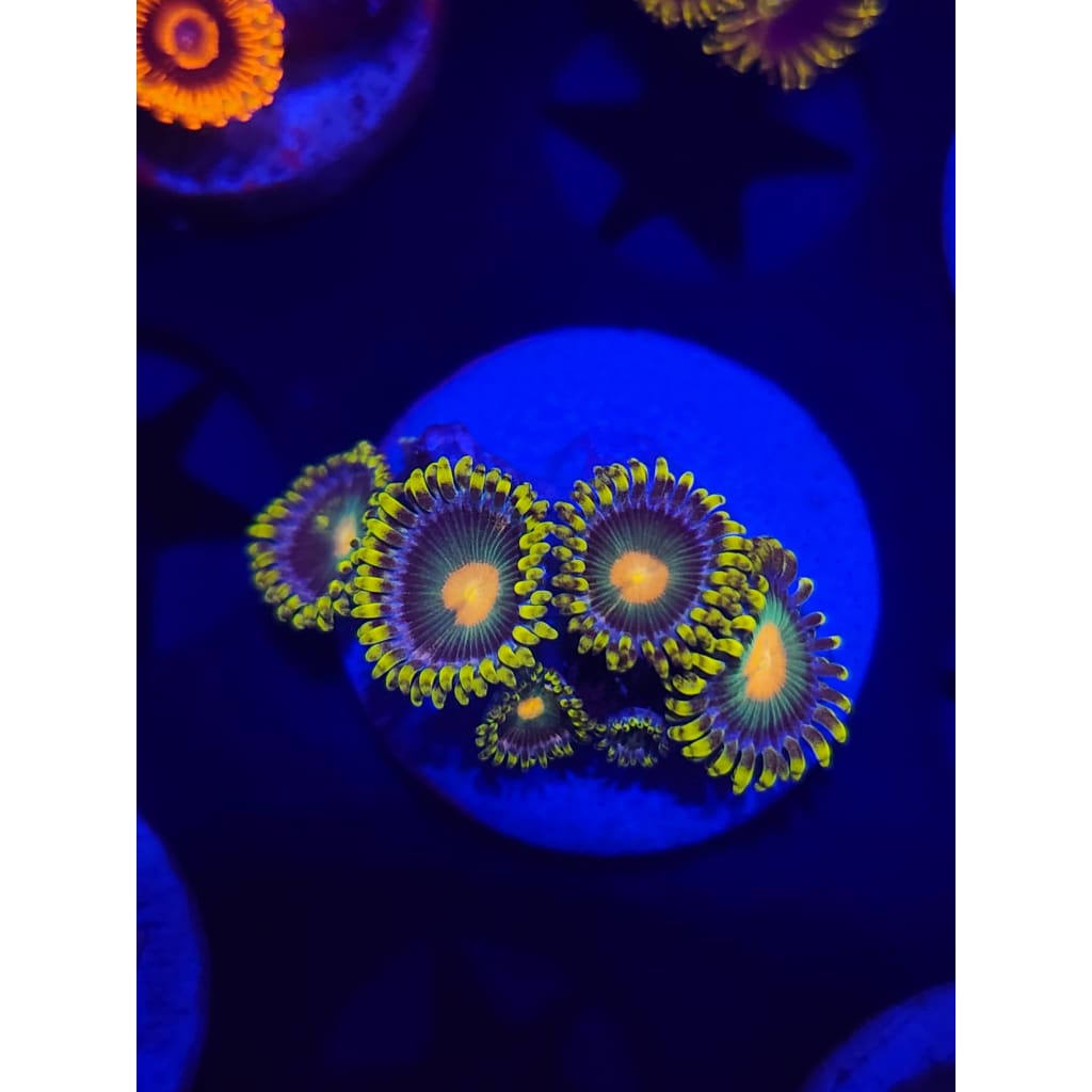 Green Bay Packers Zoanthid Frag WYSIWYG!