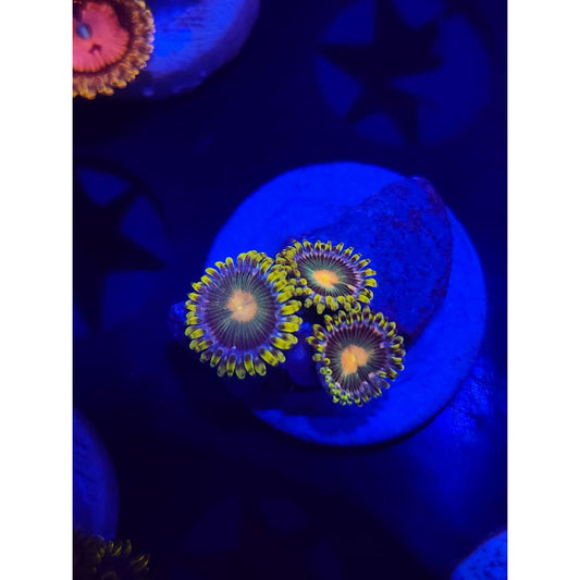 Green Bay Packers Zoanthid Frag WYSIWYG!