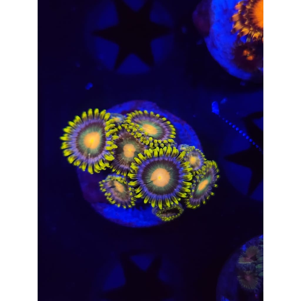 Green Bay Packers Zoanthid Frag WYSIWYG!