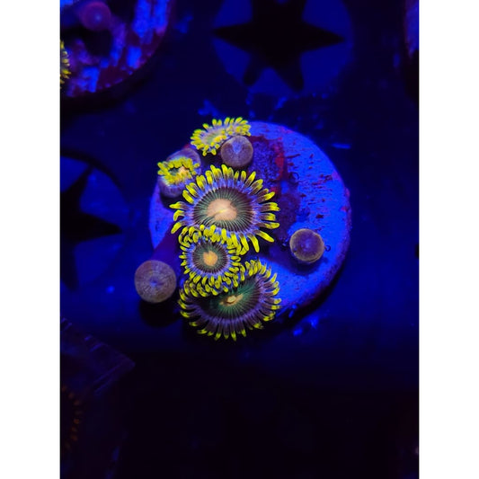 Green Bay Packers Zoanthid Frag WYSIWYG!
