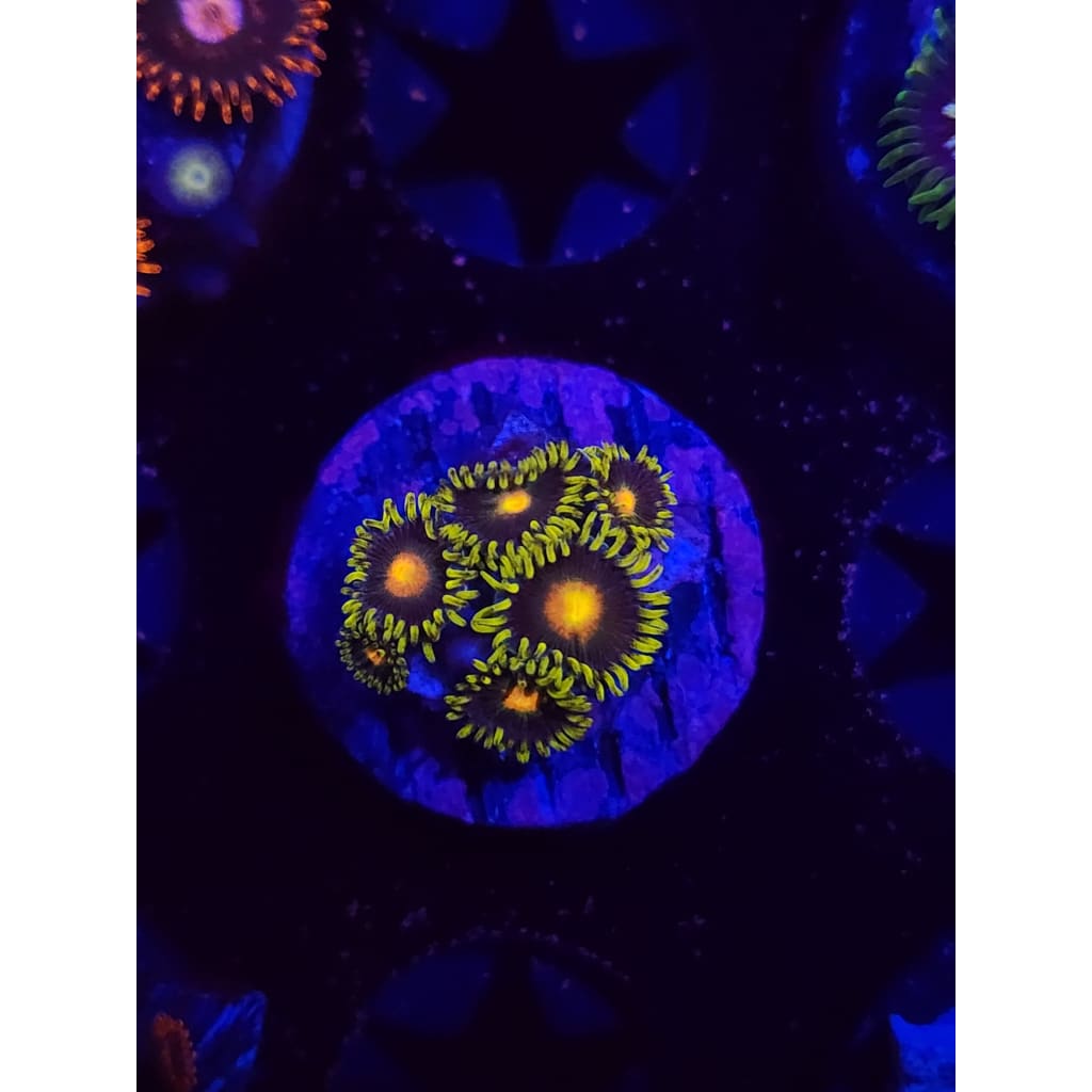 Green Bay Packers Zoanthid Frag WYSIWYG!