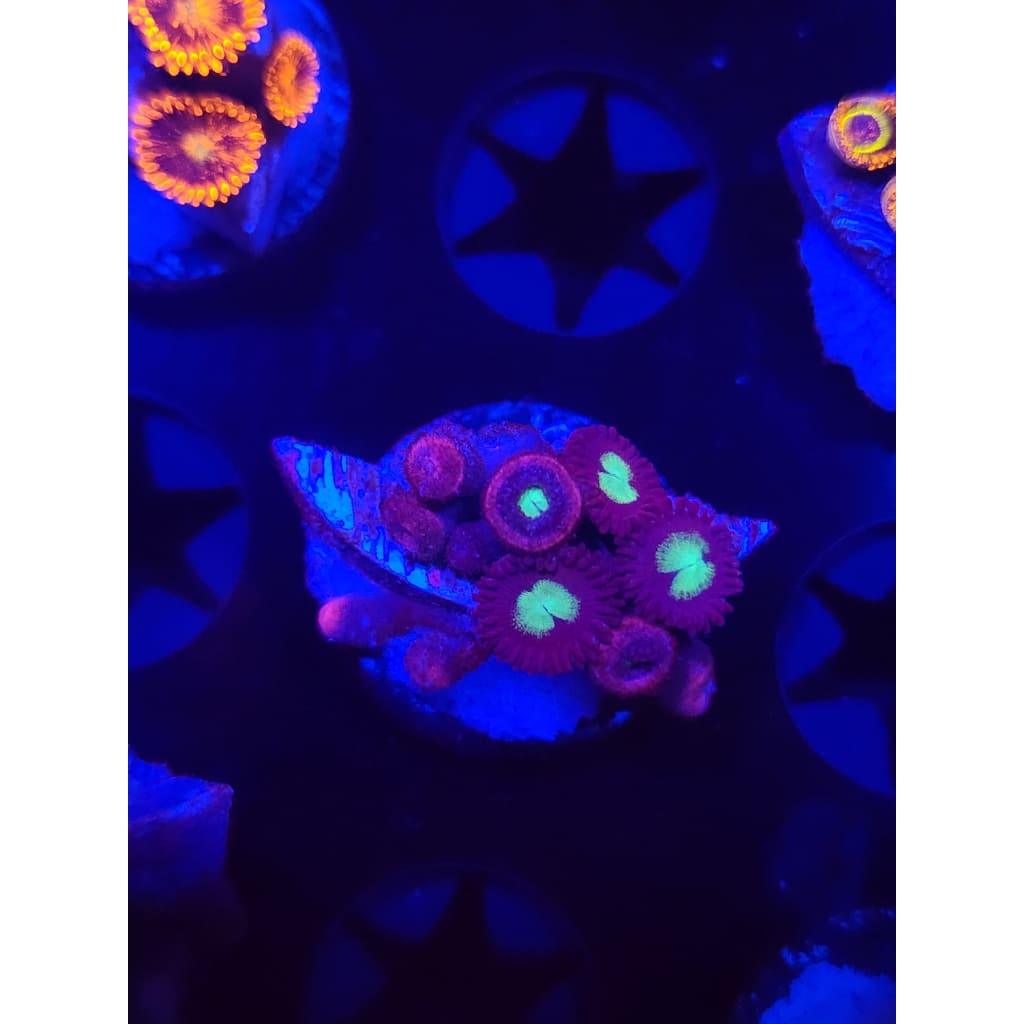 Green Machines Zoanthid Frag WYSIWYG!