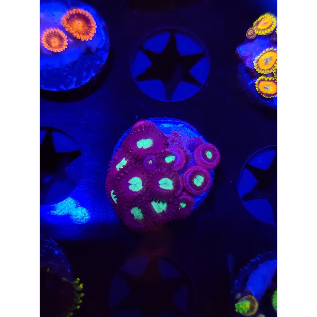 Green Machines Zoanthid Frag WYSIWYG!
