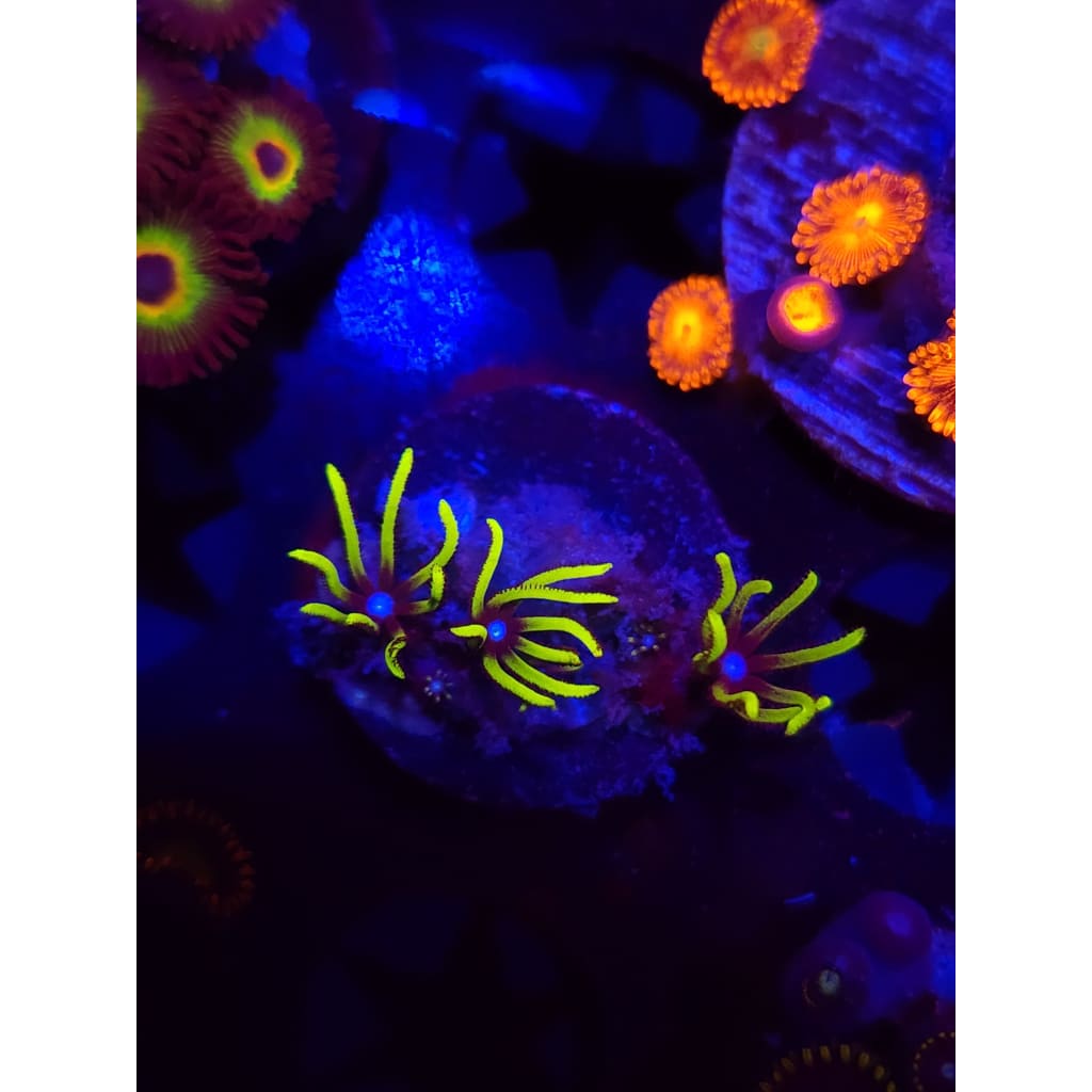 Green Star Polyp Frag WYSIWYG!