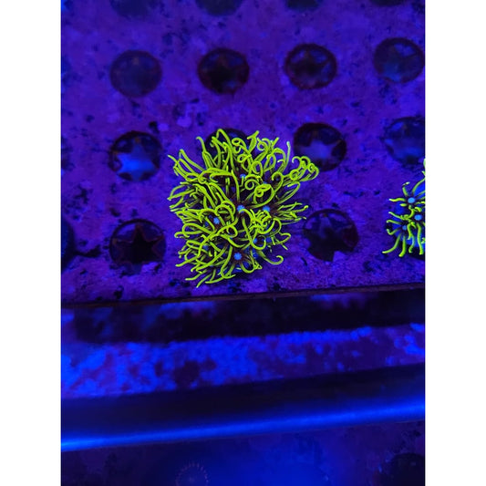 Green Star Polyp Frag WYSIWYG!