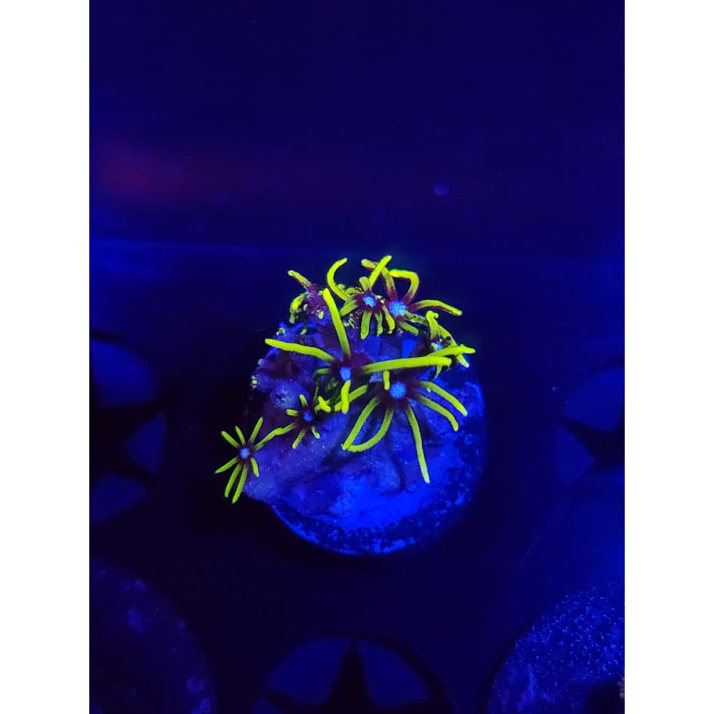 Green Star Polyp Frag WYSIWYG!