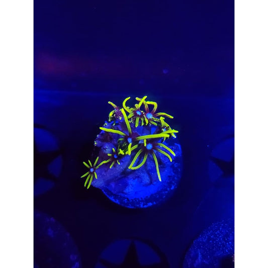 Green Star Polyp Frag WYSIWYG!