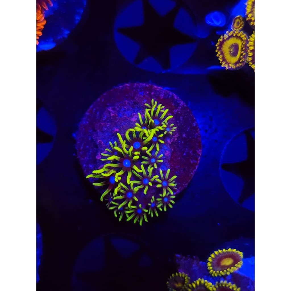 Green Star Polyp WYSIWYG!